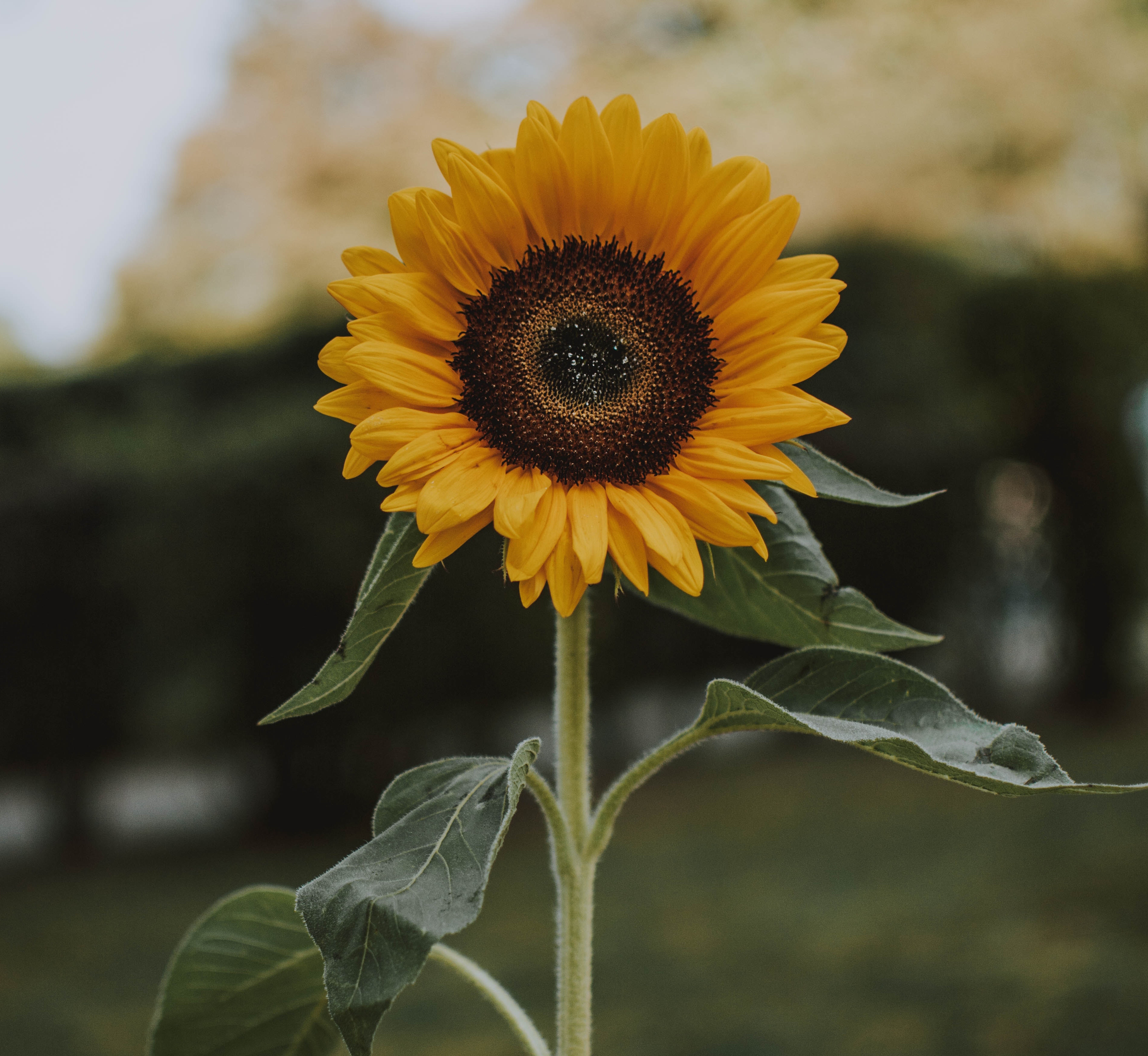5 Local Drive-Ins & Drive-Throughs Happening this Fall