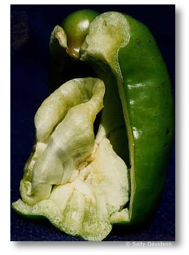 Jerseyfresh 11, by Sally Davidson