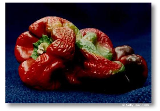 Jerseyfresh 21, by Sally Davidson