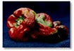 Jerseyfresh 21, by Sally Davidson