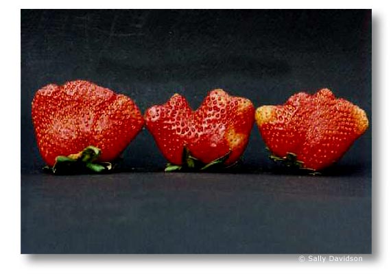 Jerseyfresh 28a, by Sally Davidson