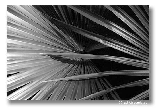 "Barbados #1", by Ed Greenblat