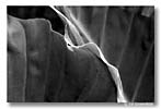 "Barbados #3", by Ed Greenblat