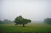 "Mercer Oak, Princeton", by Deborah K.Paglione