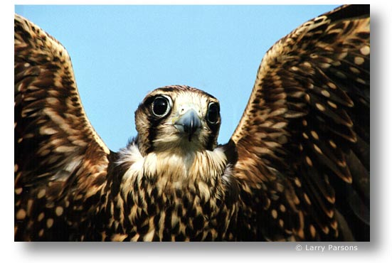 Falcon, by Larry Parsons