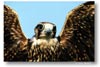 Falcon, by Larry Parsons
