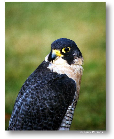 Bird, by Larry Parsons
