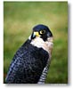 Bird, by Larry Parsons