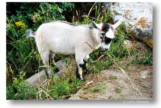 Goat, by Larry Parsons