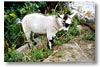 Goat, by Larry Parsons