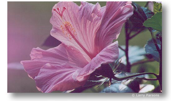 Hibiscus, by Larry Parsons