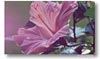 Hibiscus, by Larry Parsons