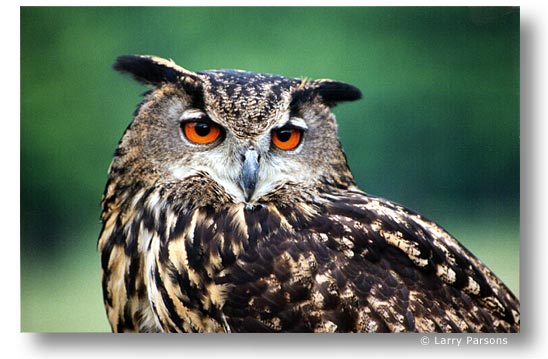 Owl, by Larry Parsons