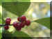 berries.JPG (30545 bytes)