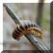 Click to view a centipede