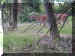 Click to view deer near the eastern entrance
