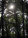 Click to view sunlight in the forest