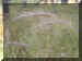 grass.JPG (22165 bytes)