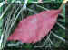 redleaf.JPG (35051 bytes)