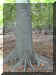 treetrunk.JPG (62917 bytes)