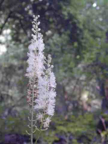 A white flower spike.