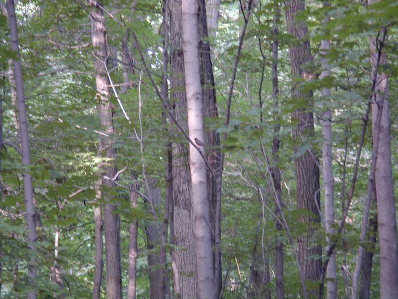 Sunny Trees and an American Robin