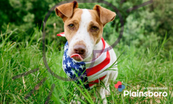Plainsboro Animal Hospital