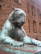 Princeton Tiger