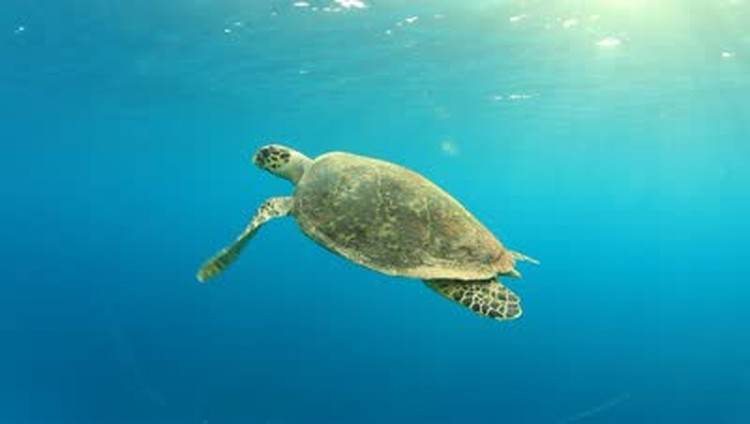 When A Turtle Swims Against The Flow