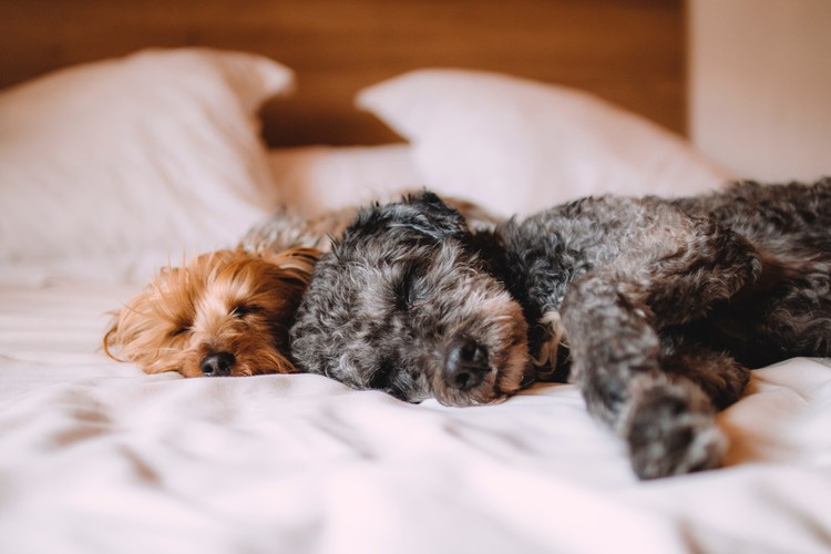 How to Pamper Your Pup in Princeton