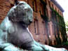 The Tiger at Nassau Hall