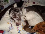 A Dog's Life